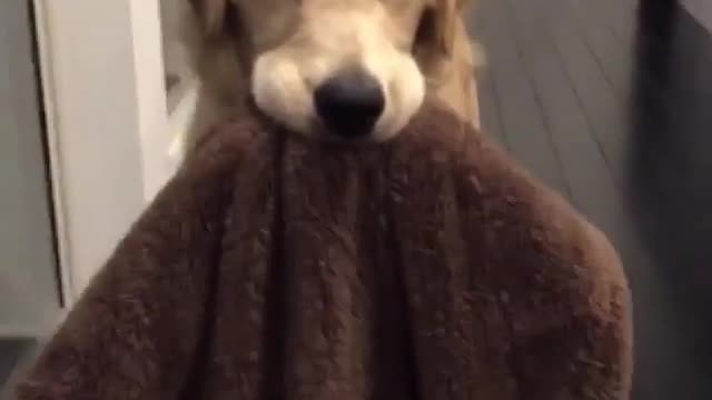 Funny Dog Videos 2021 It's time to LAUGH with Dog's life288