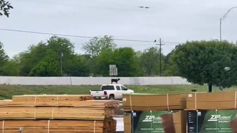 Dog Takes a Ride on Top of Pickup