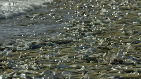 Why Are These Fish Beaching Themselves?