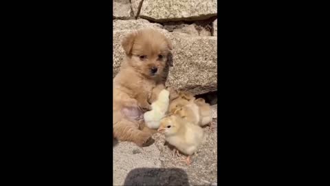 Puppy with his Chuck Friends