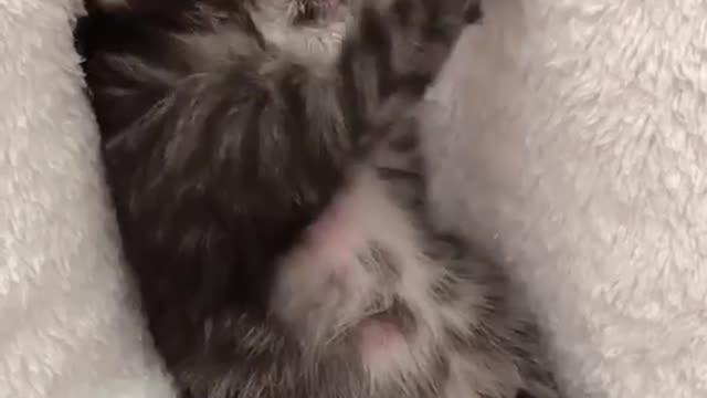 Cat cat cat chat