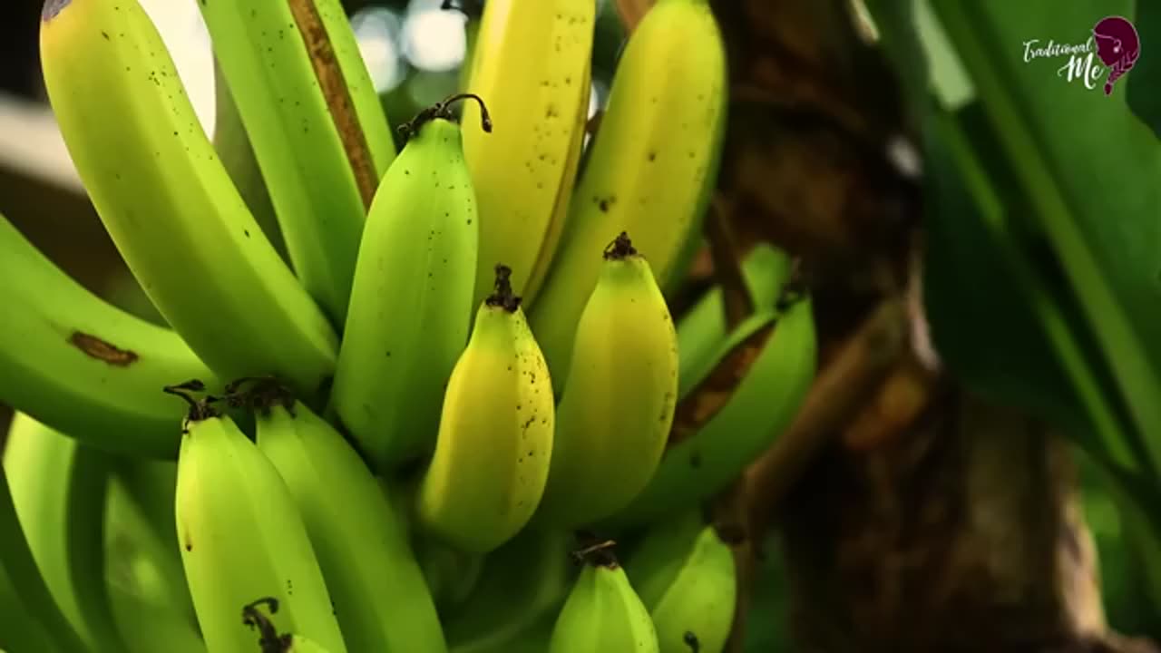 Creamy Bananas! for Honey banana pudding, Chocolate banana chips & Yoghurt lassi | Traditional Me