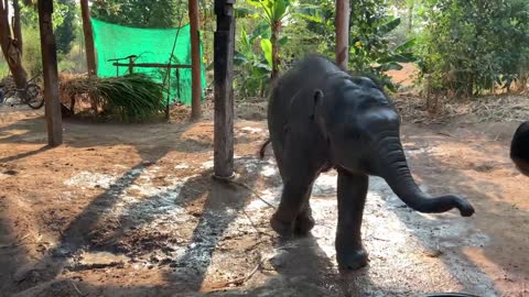 อันตราย!! ยุทธศาสตร์ ล้อชายเลิฟให้เเม่อาบน้ำ เป็นยังไงไปดู ..... baby elephant