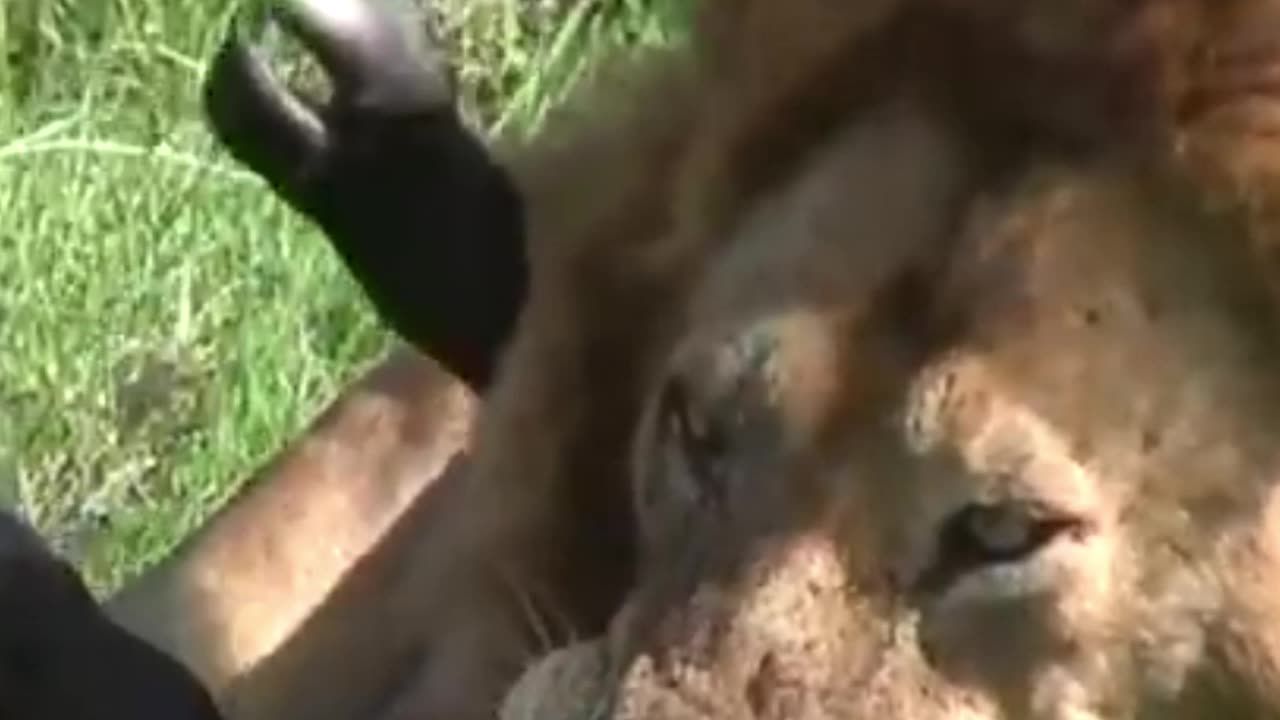 lion attacks new born buffalo