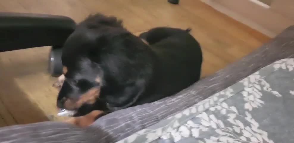 Dachshund Roa, who bites anything and plays around.