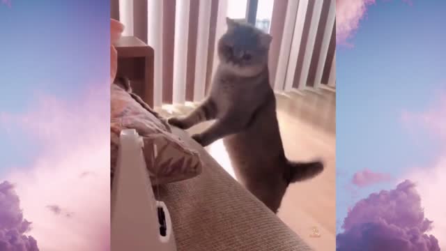 cute cat scared