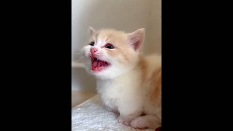 Very very cute and nice Cato