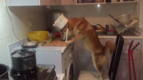 Shiba inu cooking