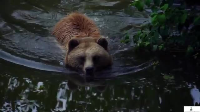 Wild animals Collection Of The World with calm music for 15 minute