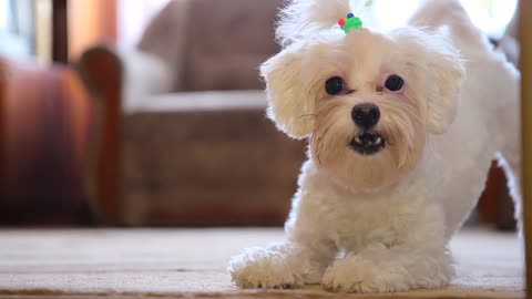 Small little puppy barging his owner