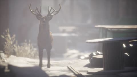 Wild deer rooming around the streets in abandoned city