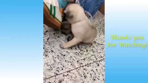 Funny pets & cute Animals Compilations