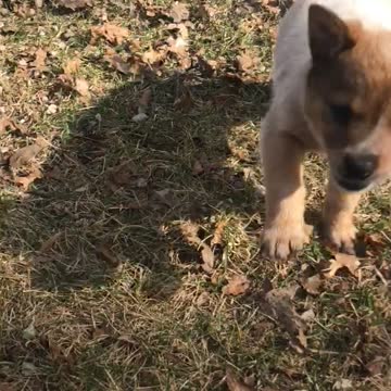 Cutest puppies around