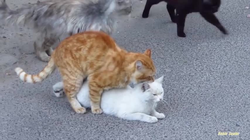 Cats mating - Group cats mating on the street