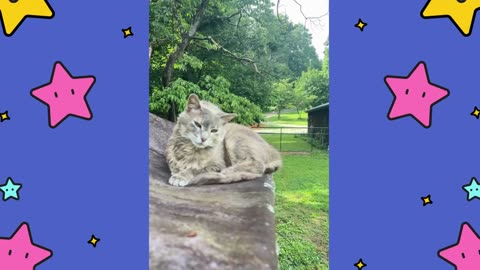 Perspective of a Barn Cat.