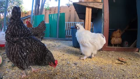 Backyard Chickens Relaxing Sounds Noises Chickens Hens Roosters Pecking Clucking And Scratching!