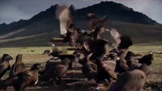 do you like eagle