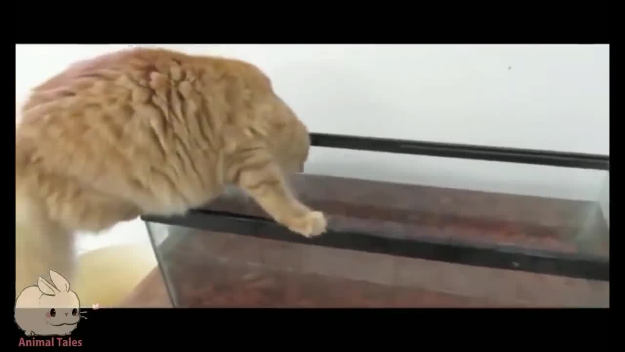 Cat Falls Compilation