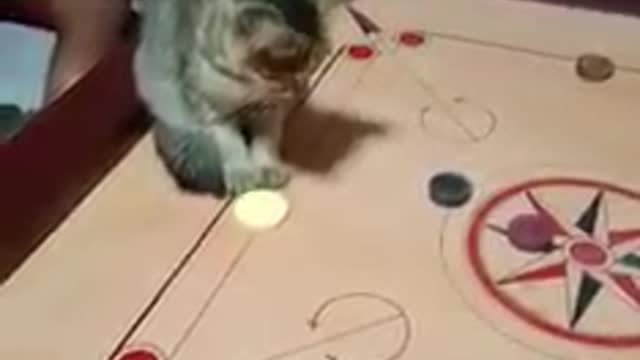 Amazing funny cat plyaing carom with boy