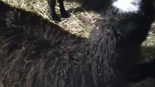 Petting cute sheep
