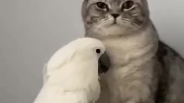 Parrot playing with a cat