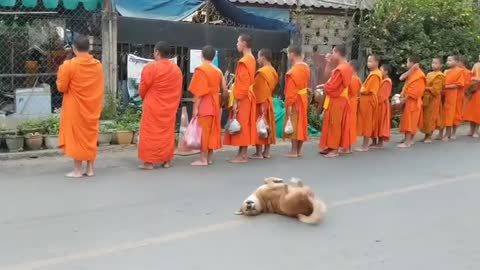 FUNNY DOG DANCE WHILE MONKES PRAYING