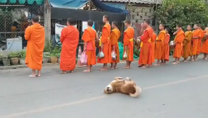 FUNNY DOG DANCE WHILE MONKES PRAYING