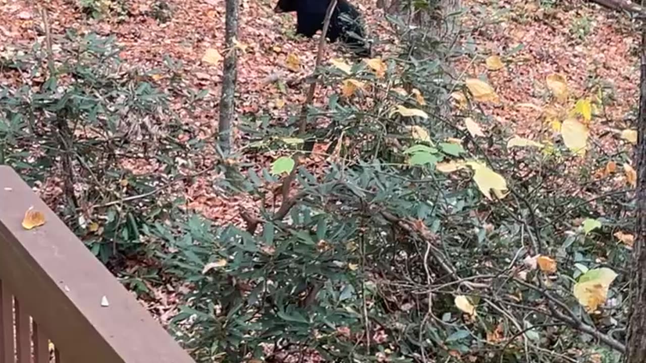 Unbothered Black Bear Checks Unlocked Vehicles