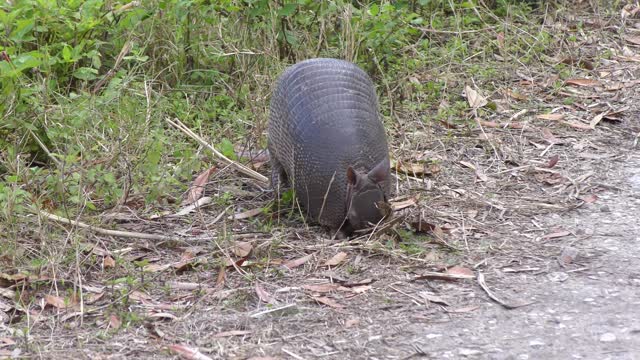 Nine banded armadillo feeding in Florida park