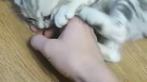 My kitty loves to bite