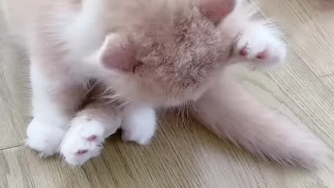 Aww cute cat