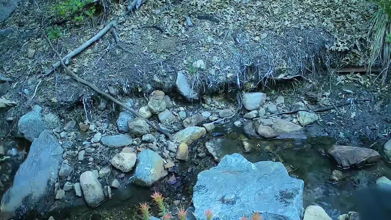 Bears & a bobcat along a creek in San Bernardino NF near Big Bear CA. Reveal Tactacam trailcam