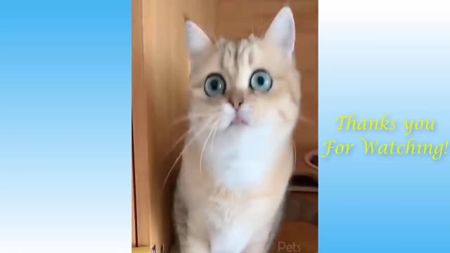 Top Funny Cat Videos Of The Weekly