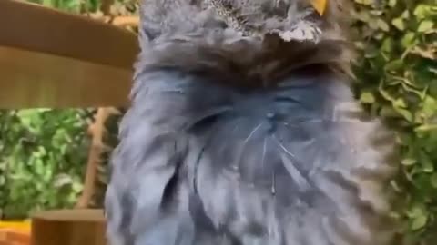 Very beautiful Owl