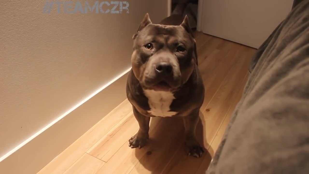 Talking dog Czr. American Bully is so smart!