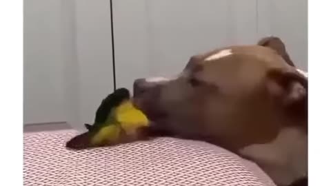 pitbull and parrot