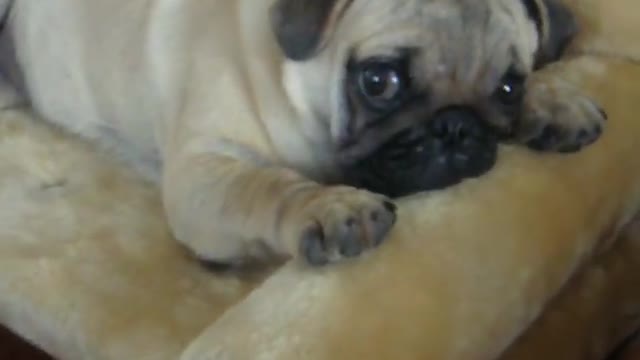 Fat Pug puppy falling asleep