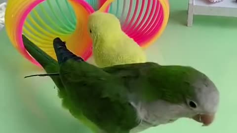 Amazing Smart parrot video #shorts 🧞‍♂️🧞‍♂️🧞‍♂️🧞‍♂️