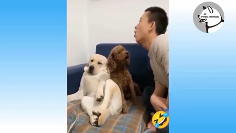Funny Cat 😺 videos