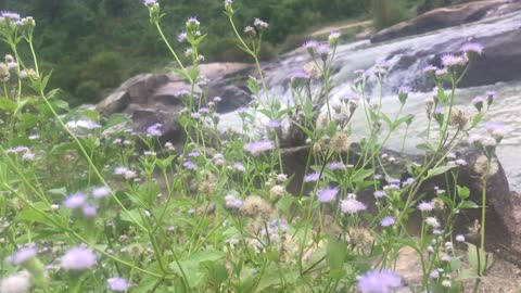 Flower at the stream very beautiful