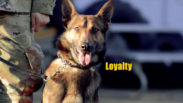 Dogs used in the Military