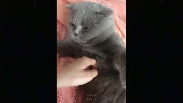 Funny animals [] Try not to laugh compilation 32