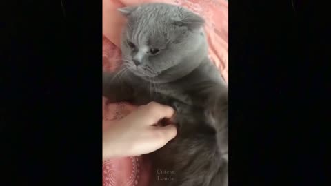 Funny animals [] Try not to laugh compilation 32