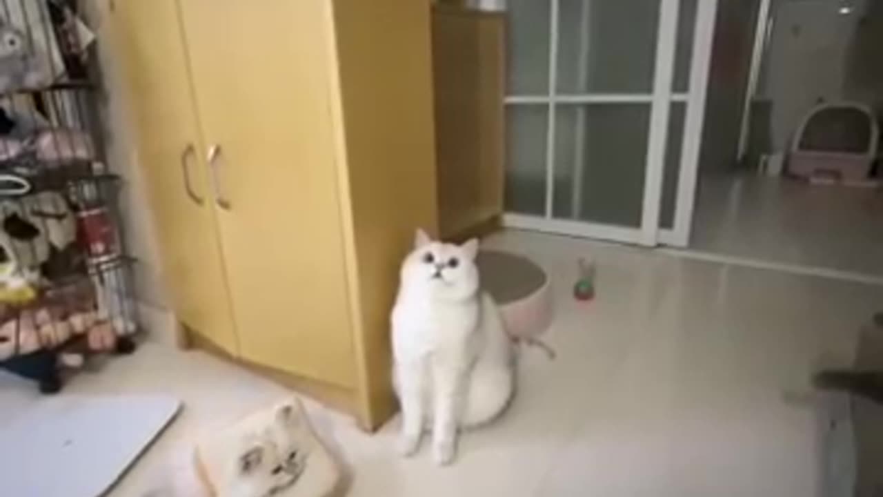 Funny and cute cat