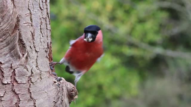 bullfinch male bird nature red eating