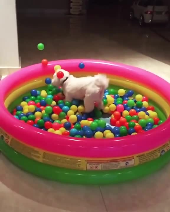 Perro salta a un pelotero en una épica cámara lenta