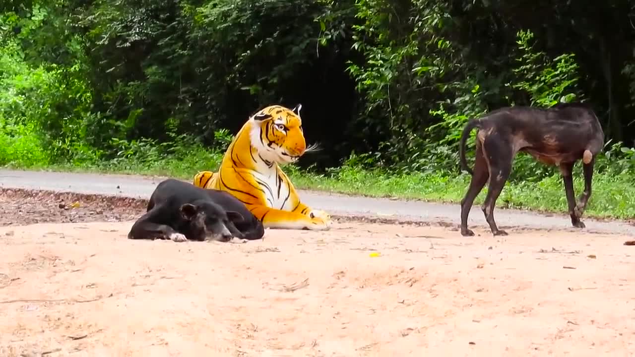 Dogs reaction to fake tiger