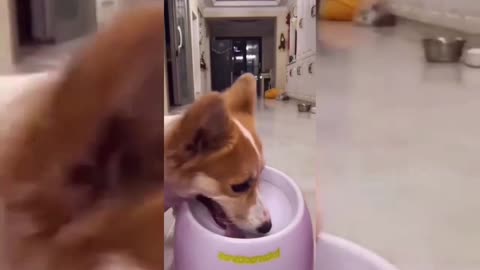 Cute Dog Loves To Play