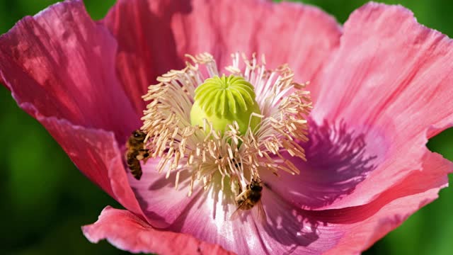 Bees feeding honey on a flower