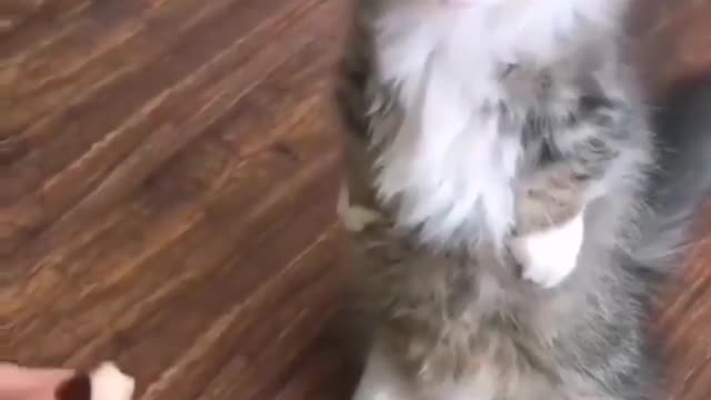 Small Kitten Funny Video